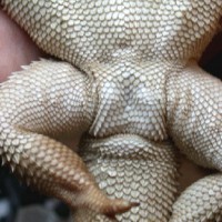 Female Bearded Dragon