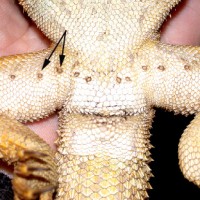 Male Bearded Dragon