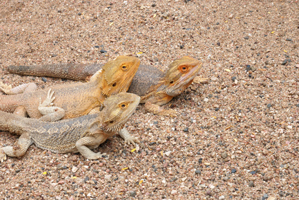 Prevent Bearded Dragon Impaction