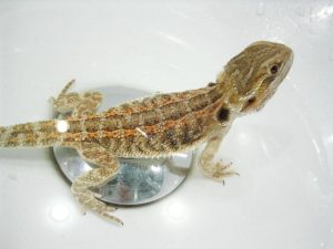 Giving Bearded Dragon Bath