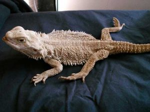 Bearded Dragon with Metabolic Bone Disease