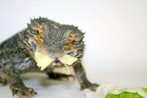 Bearded Dragon Eating Vegetables