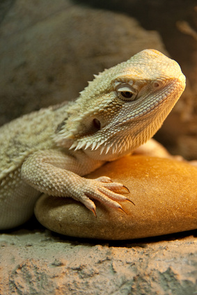 Bearded Dragon Basking