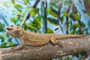 Full Spectrum Lighting for a Bearded Dragon