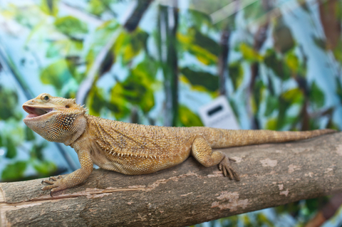 Happy Bearded Dragon