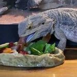 Have Food Readily Available for Your New Bearded Dragon