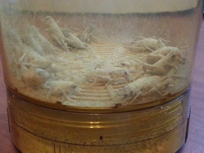 Calcium Powder Coated Feeder Crickets