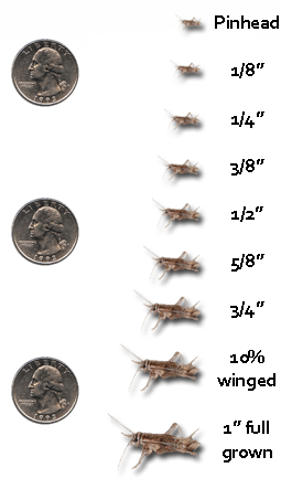 Cricket Size Chart