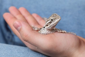 Handling Bearded Dragon
