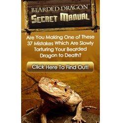 The Bearded Dragon Secret Manual