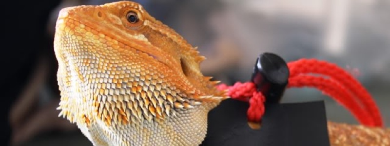 5 Fun Activities for Bearded Dragons