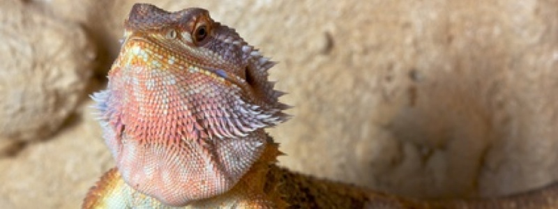 Are Bearded Dragons Good Pets