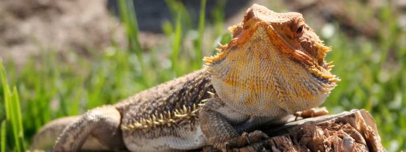 Bearded Dragon Care Tips for Summer