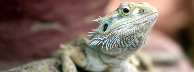 Bearded Dragon Terrarium Set Up