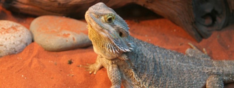 Choosing the Best Substrate for a Bearded Dragon