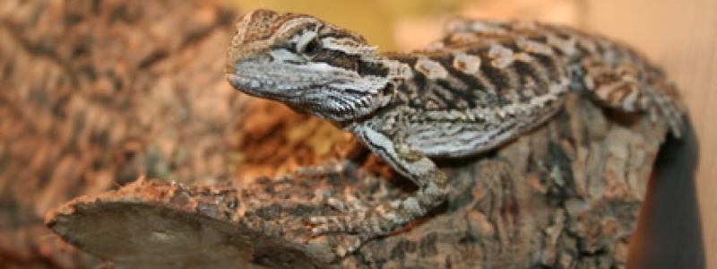 Creating Basking and Cooling Zones for a Bearded Dragon