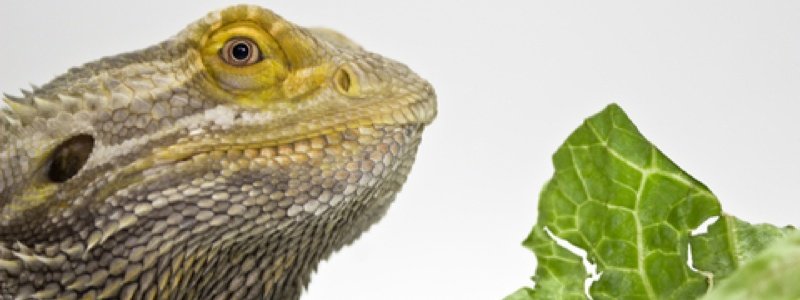 6 Foods to Avoid Feeding a Bearded Dragon