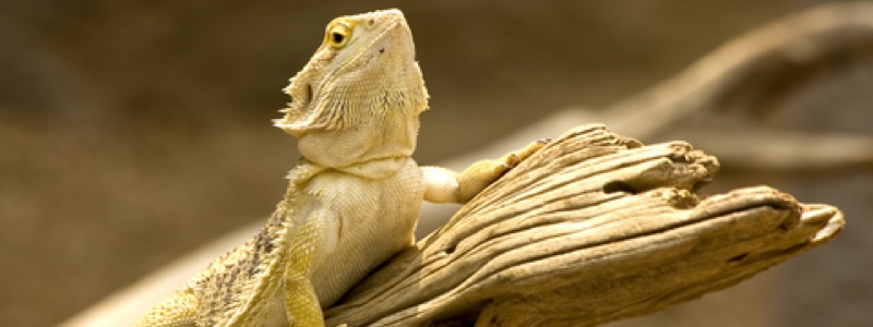 Heating a Bearded Dragon Habitat