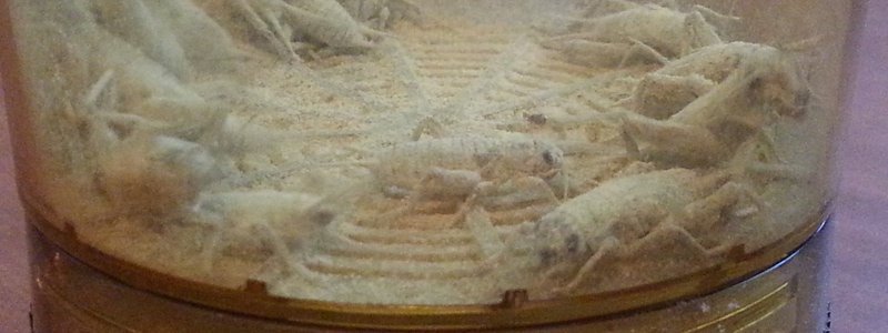How to Prepare Feeder Crickets for Feeding