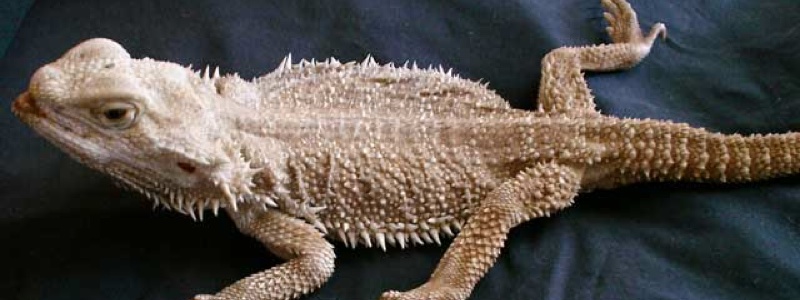 How to Prevent Metabolic Bone Disease