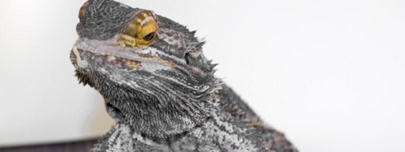 How to Train a Bearded Dragon to Eat Vegetables