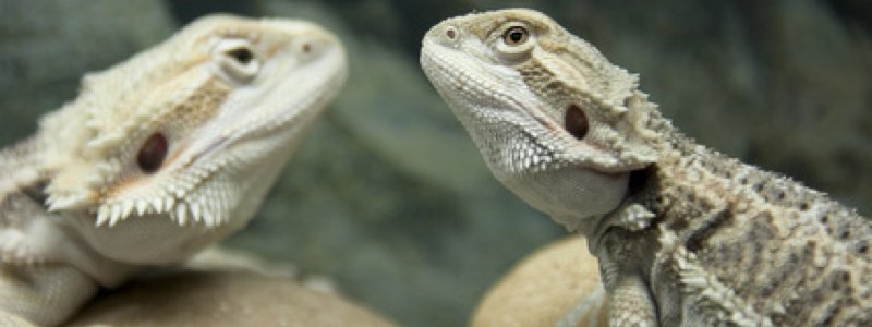Humidity Levels for a Bearded Dragon