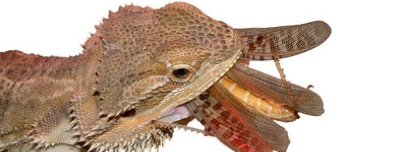 Common Issues When Feeding a Bearded Dragon