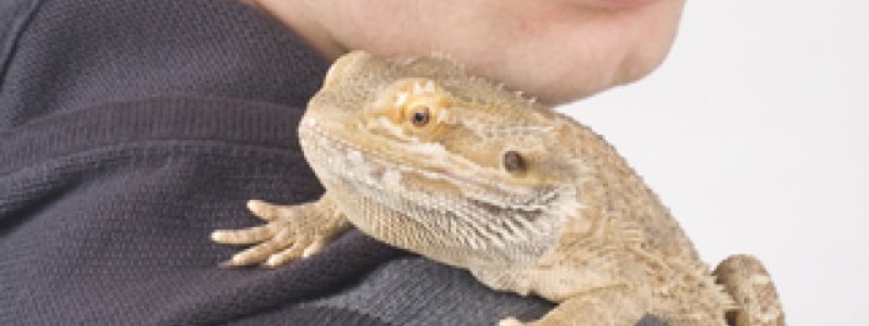 Protecting Yourself from Salmonella with Bearded Dragons