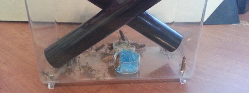 Taking Care of Feeder Crickets &amp: Insects