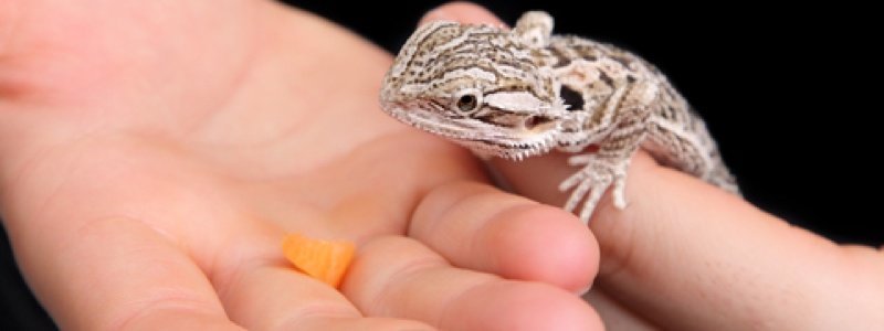 The Best Foods for a Bearded Dragon