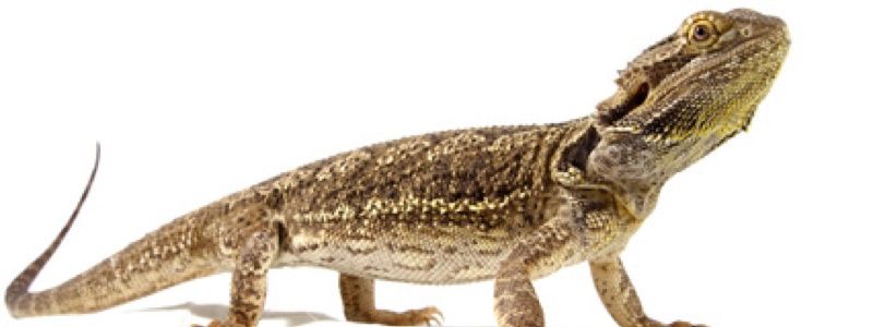 What Is a Bearded Dragon
