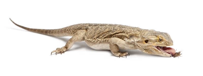 The Best Insects To Feed a Bearded Dragon