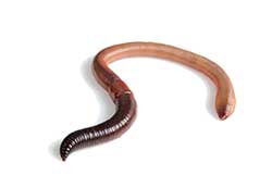 Earthworms