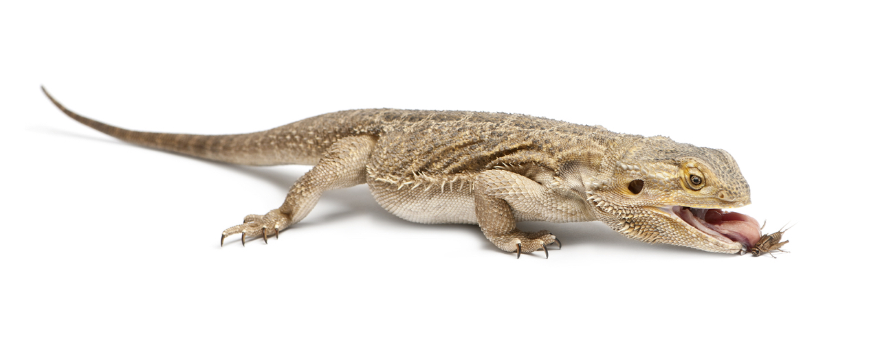 The Best Insects to Feed a Bearded Dragon