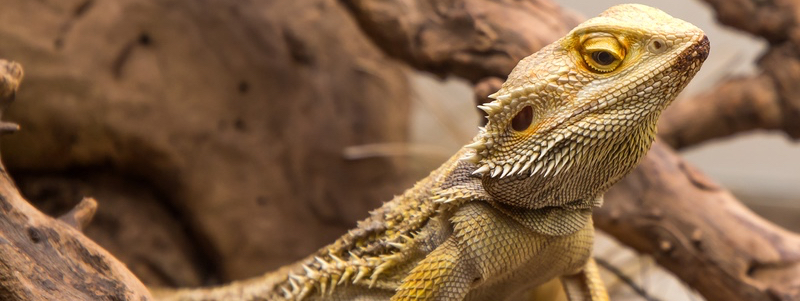 Bearded Dragon Housing Requirements